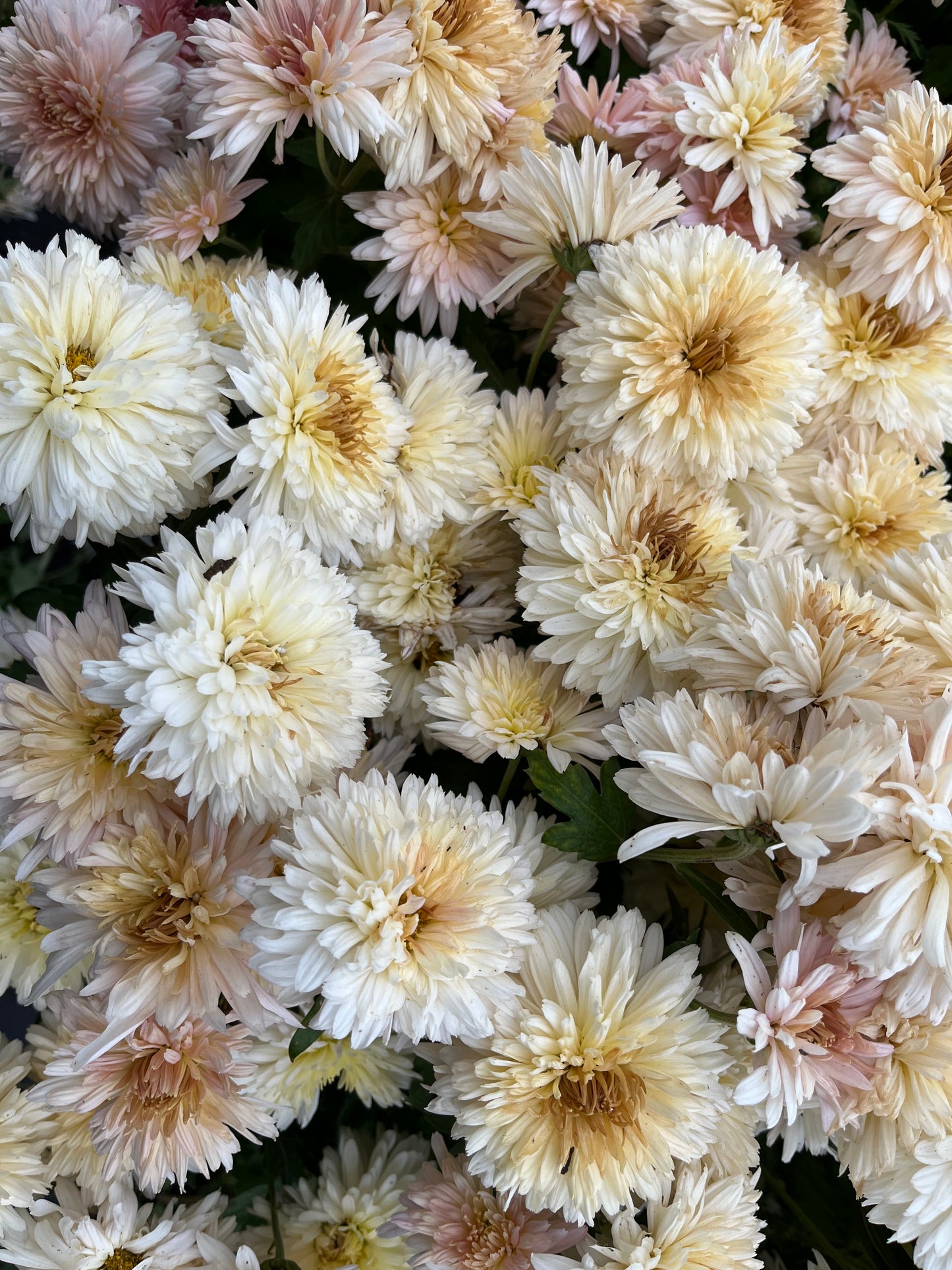 URC 'Chiffon' Chrysanthemum 10 Cuttings