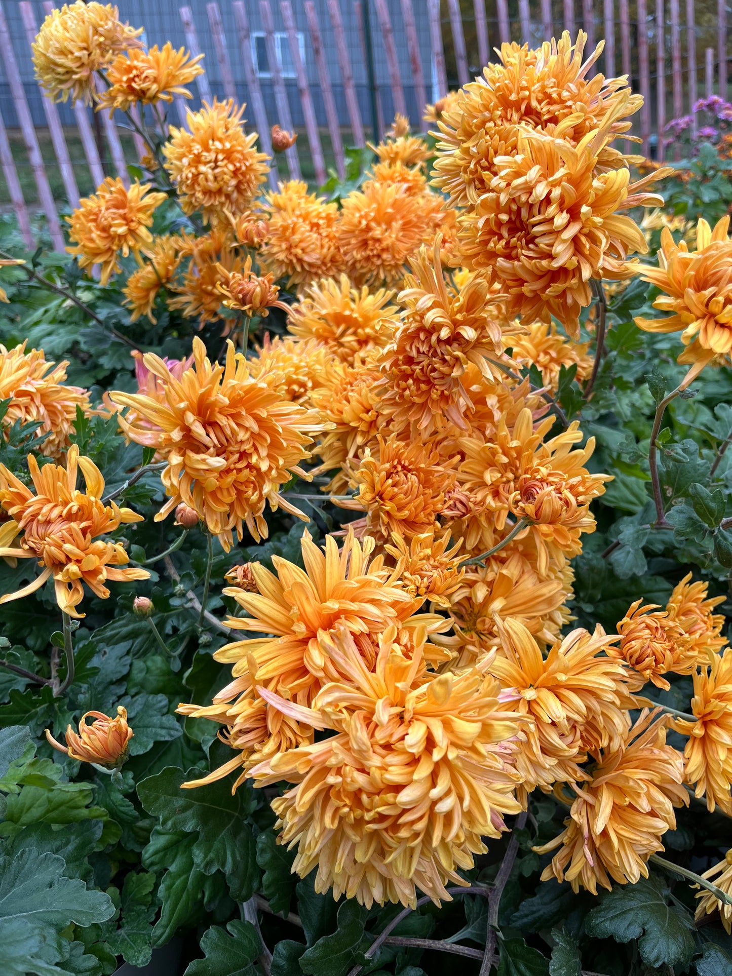 URC 'Pumpkin Eyes' Chrysanthemum 10 Cuttings
