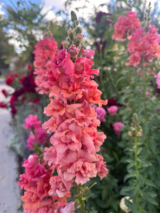 Snapdragon 'Madame Butterfly Bronze Cherry'