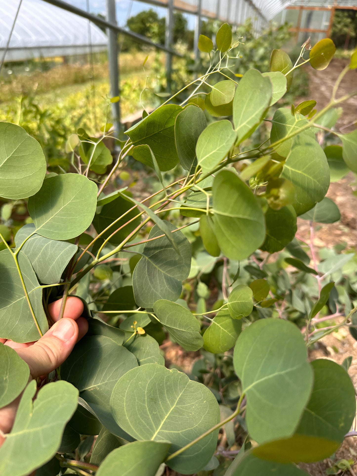 Bulk Flower Bucket - Foliage Only