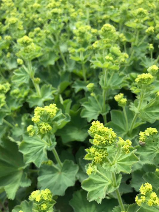 Alchemilla mollis 'Thriller Apex'