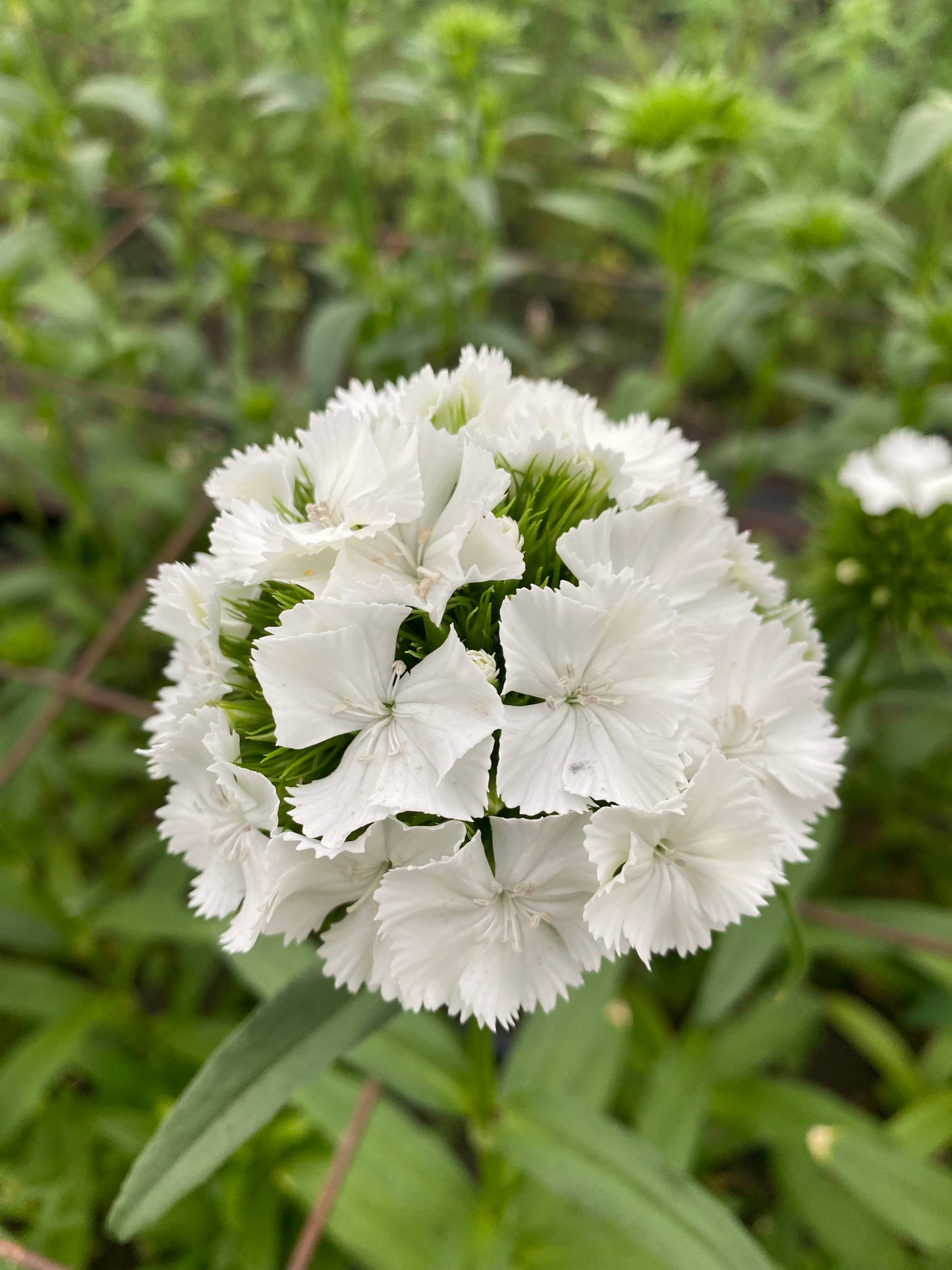 Bulk Flower Bucket - White