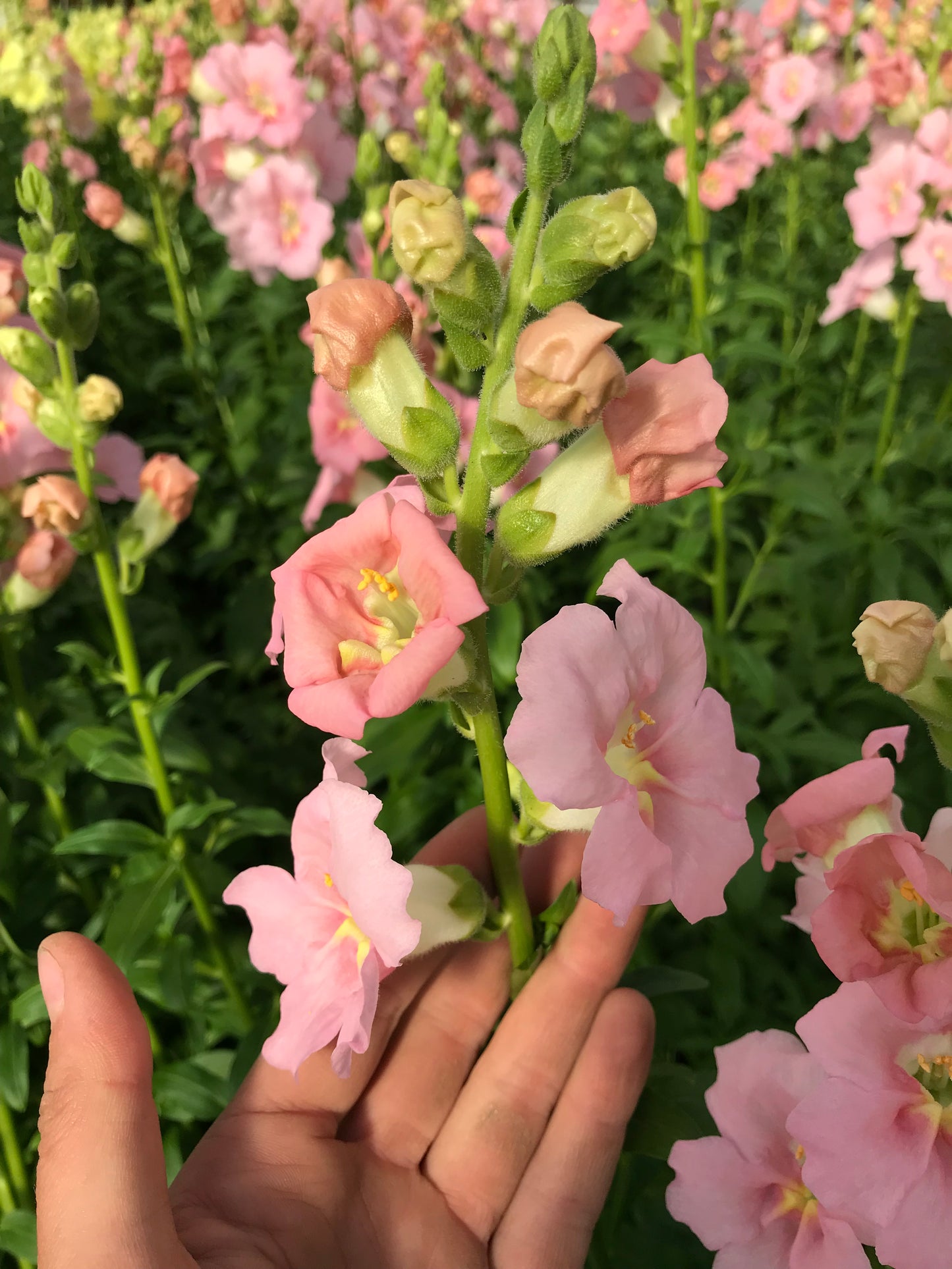 Snapdragon 'Chantilly Light Pink'