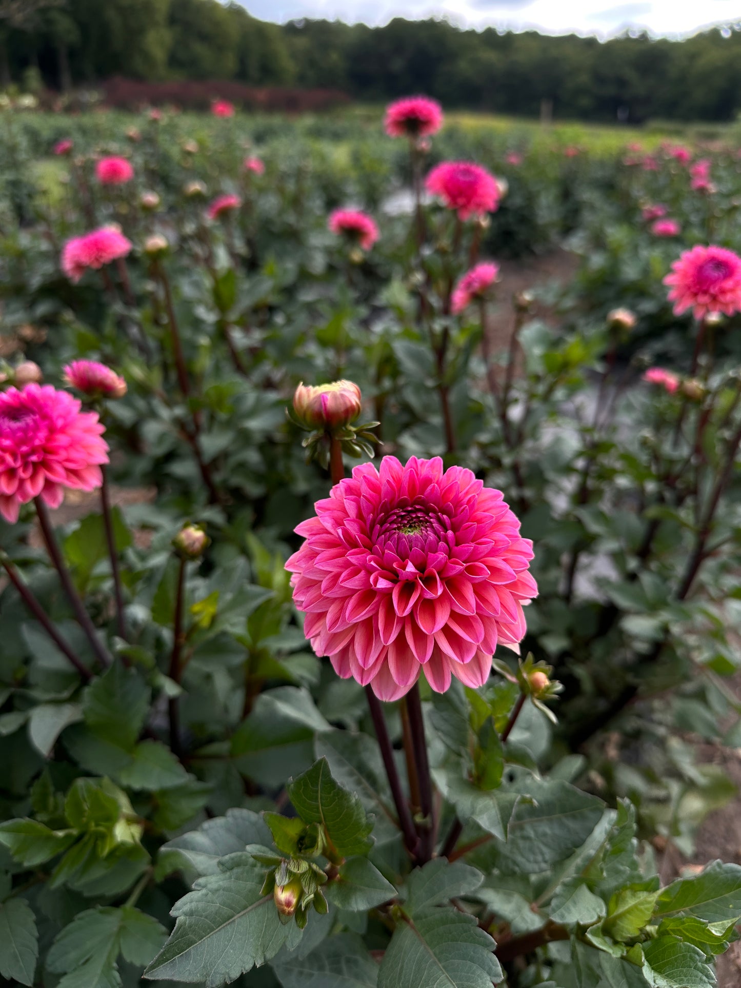 Bulk Flower Bucket - Jewel