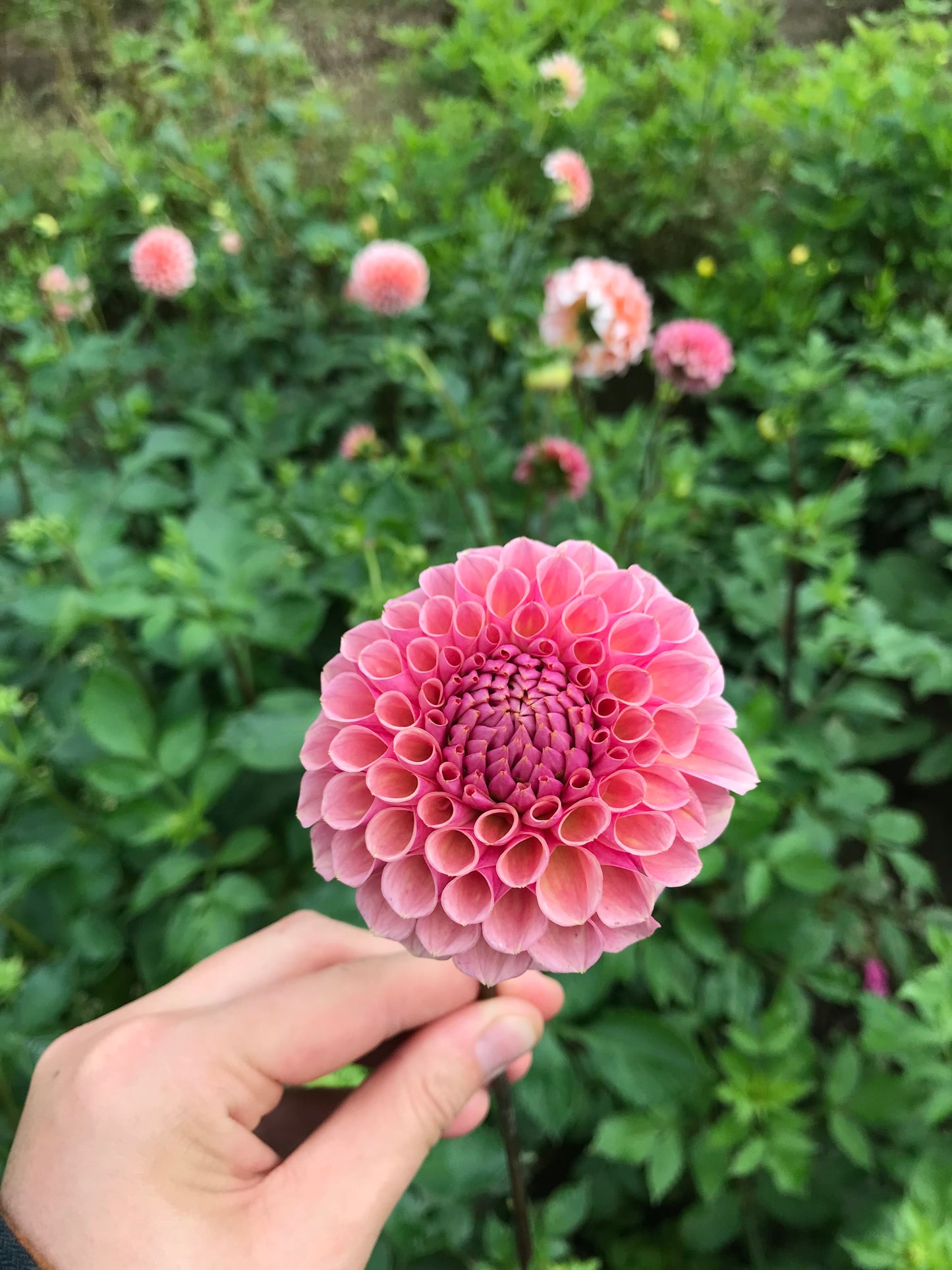 RC- Dahlia 'Bracken Rose'  (4 pack)