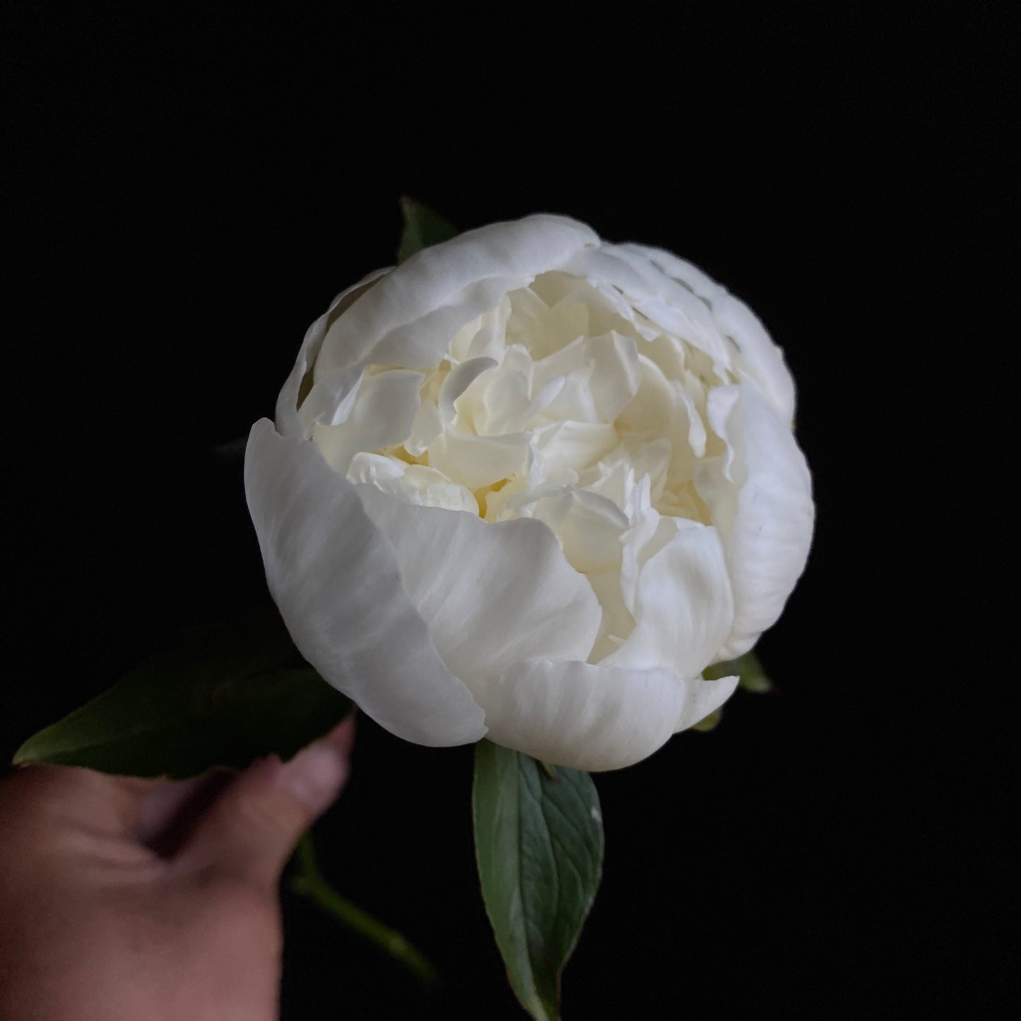 Bulk Flower Bucket - White