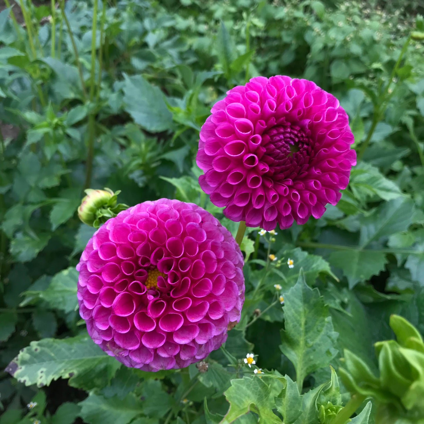 RC- Dahlia 'Tahoma April'  (4 pack)