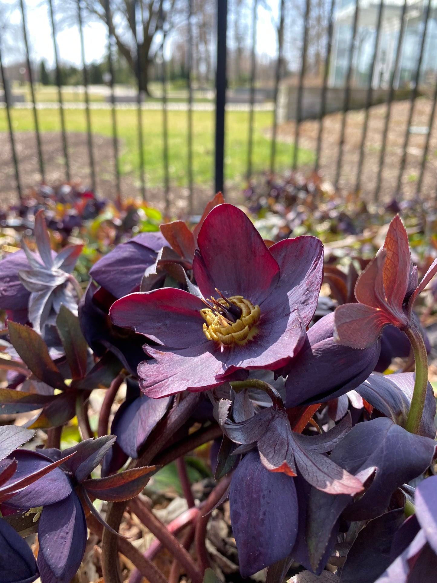 Bulk Flower Bucket - Jewel