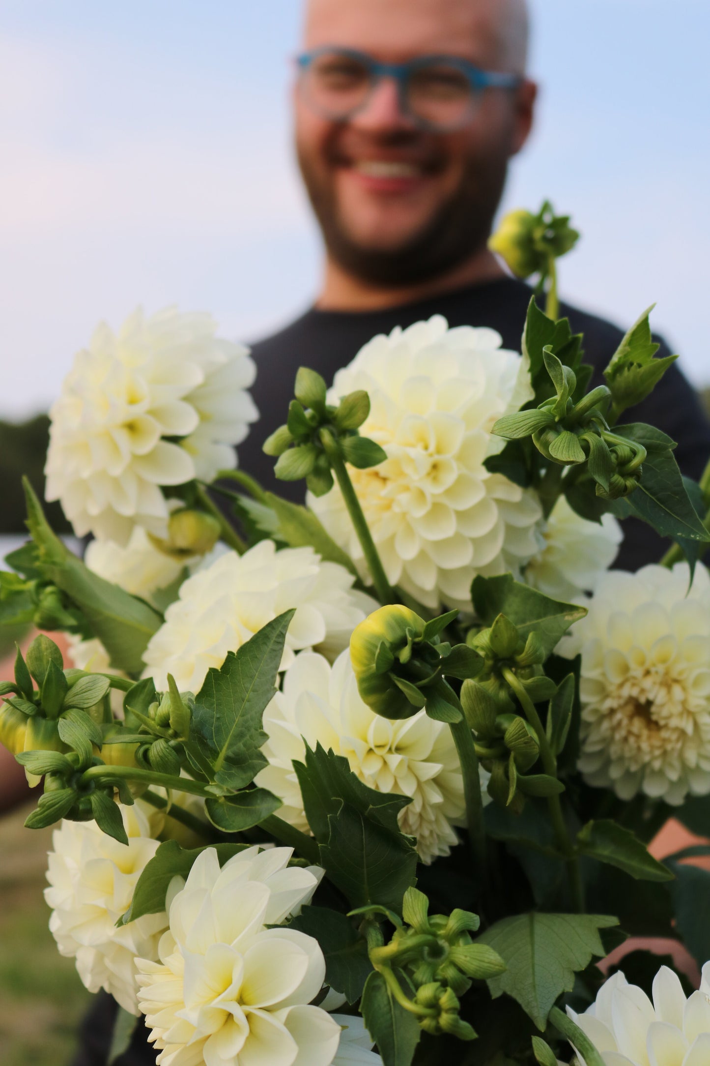 Dahlia Tuber 'Boom Boom White'