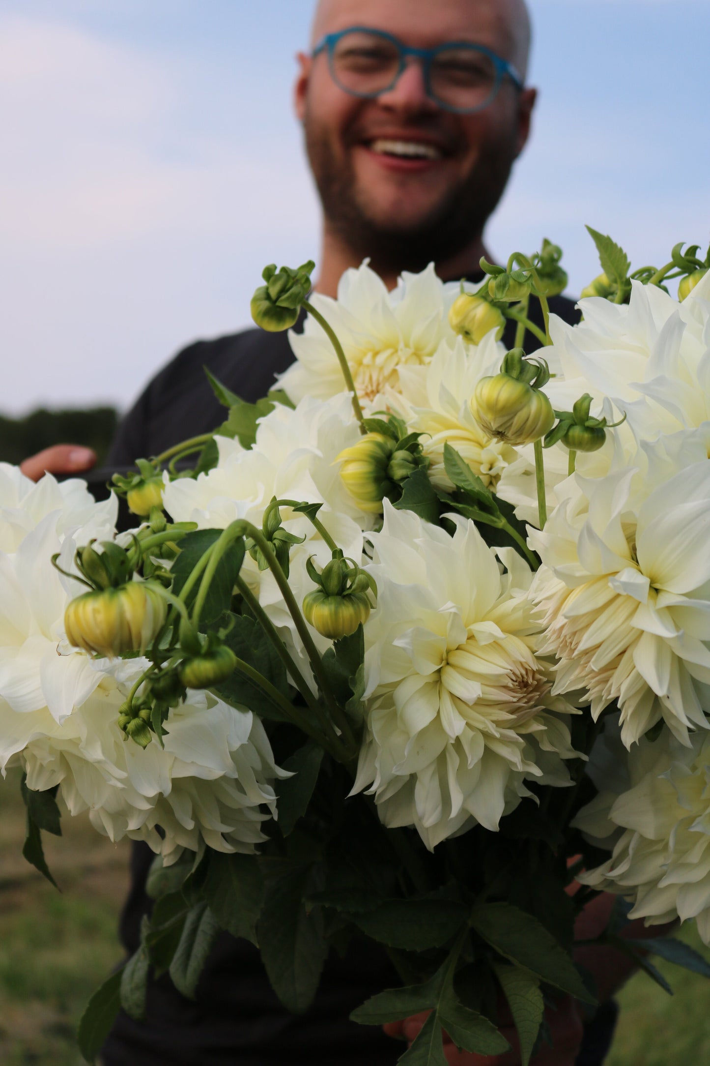 Dahlia Tuber 'Snowbound'