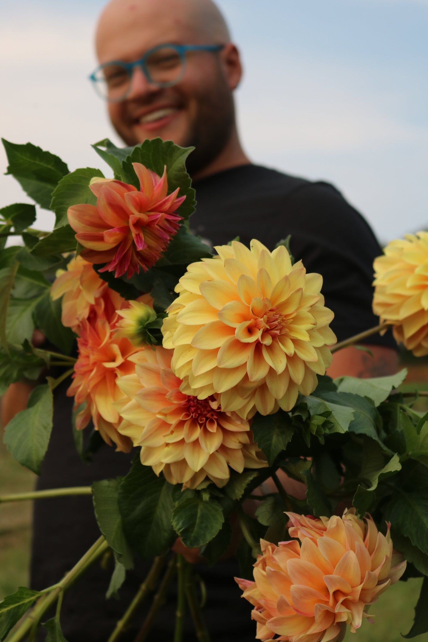 Dahlia Tuber 'Miss Amara'