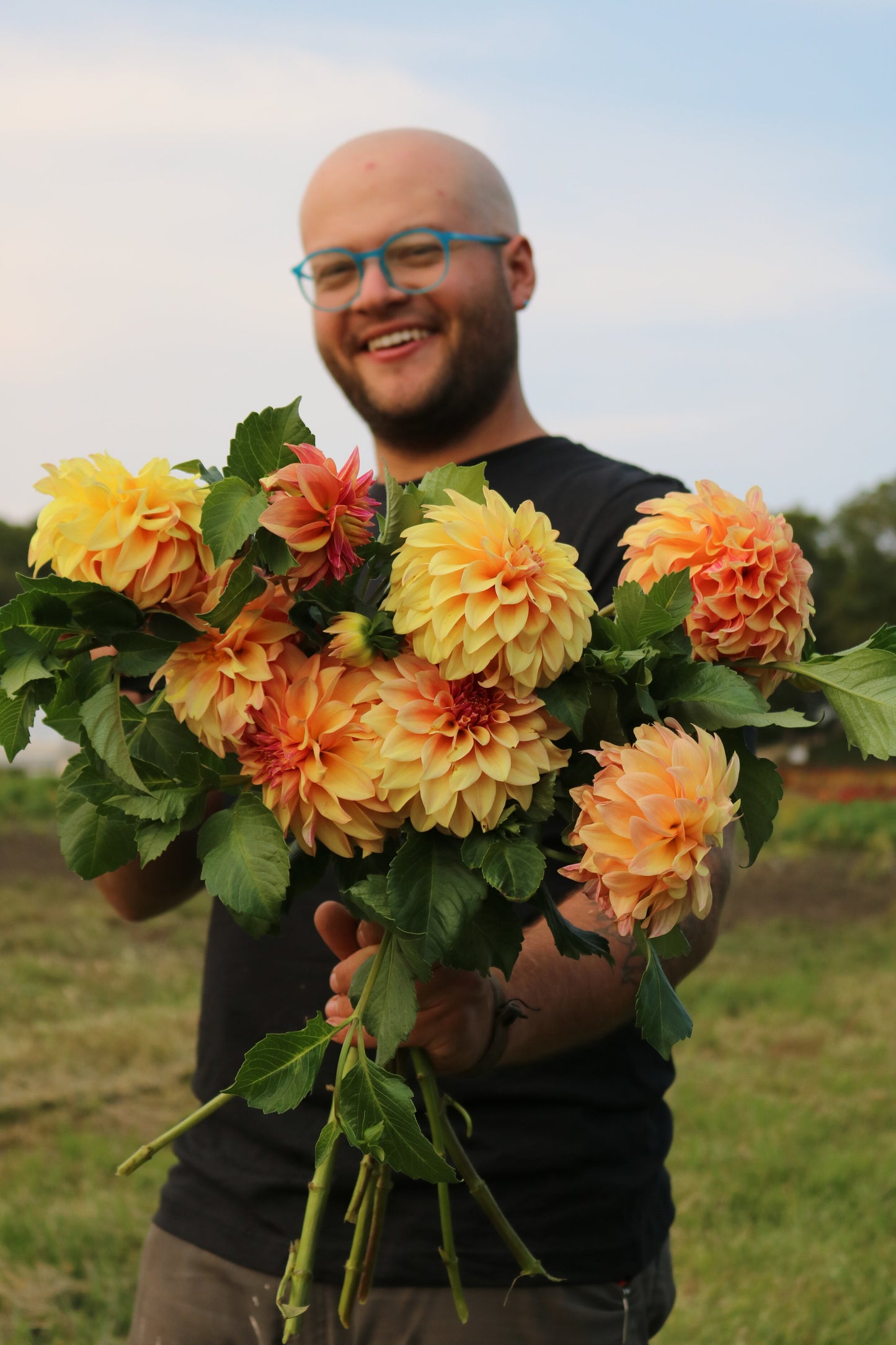 Dahlia Tuber 'Miss Amara'