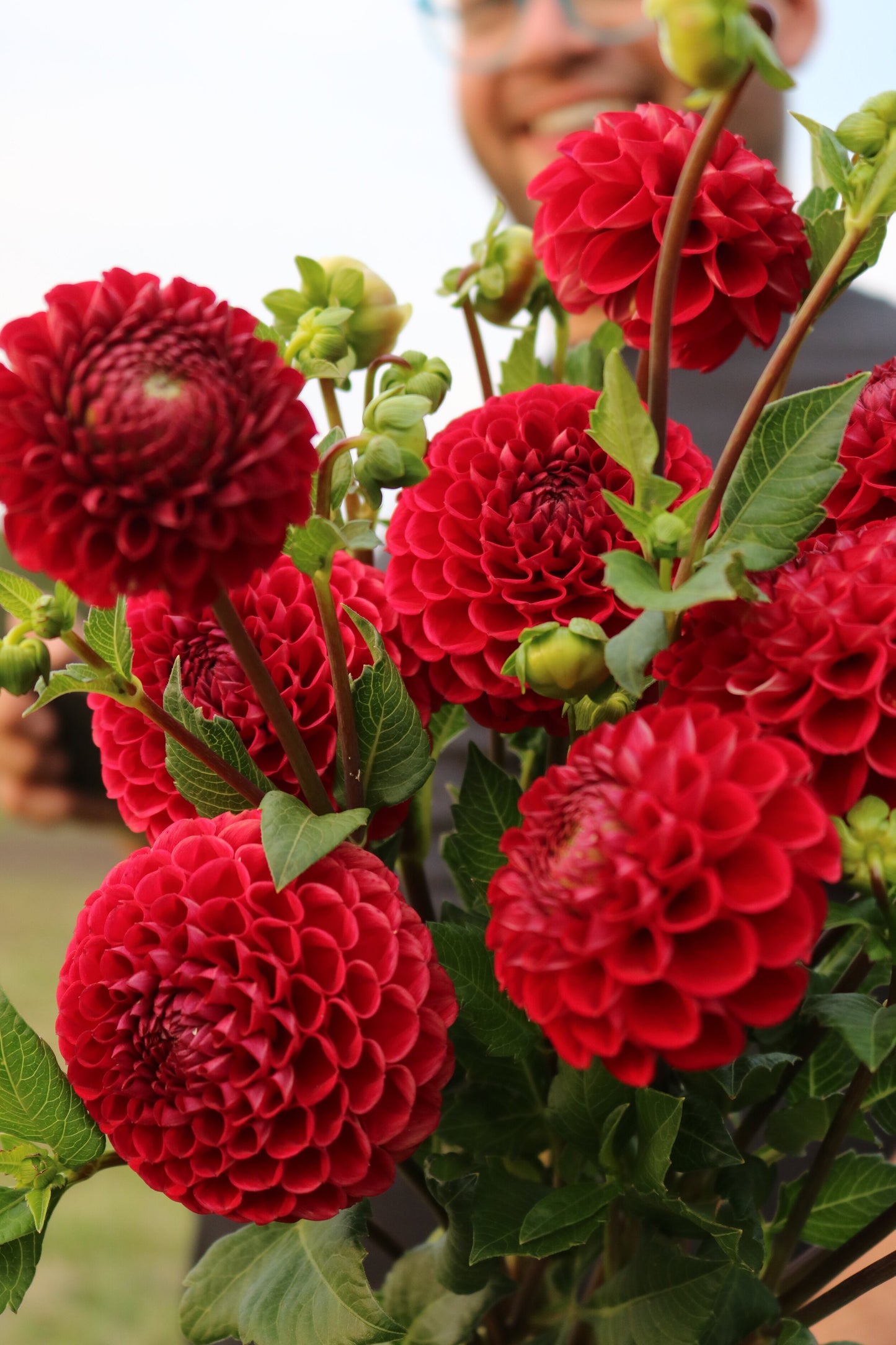 Dahlia Tuber 'Cornel'