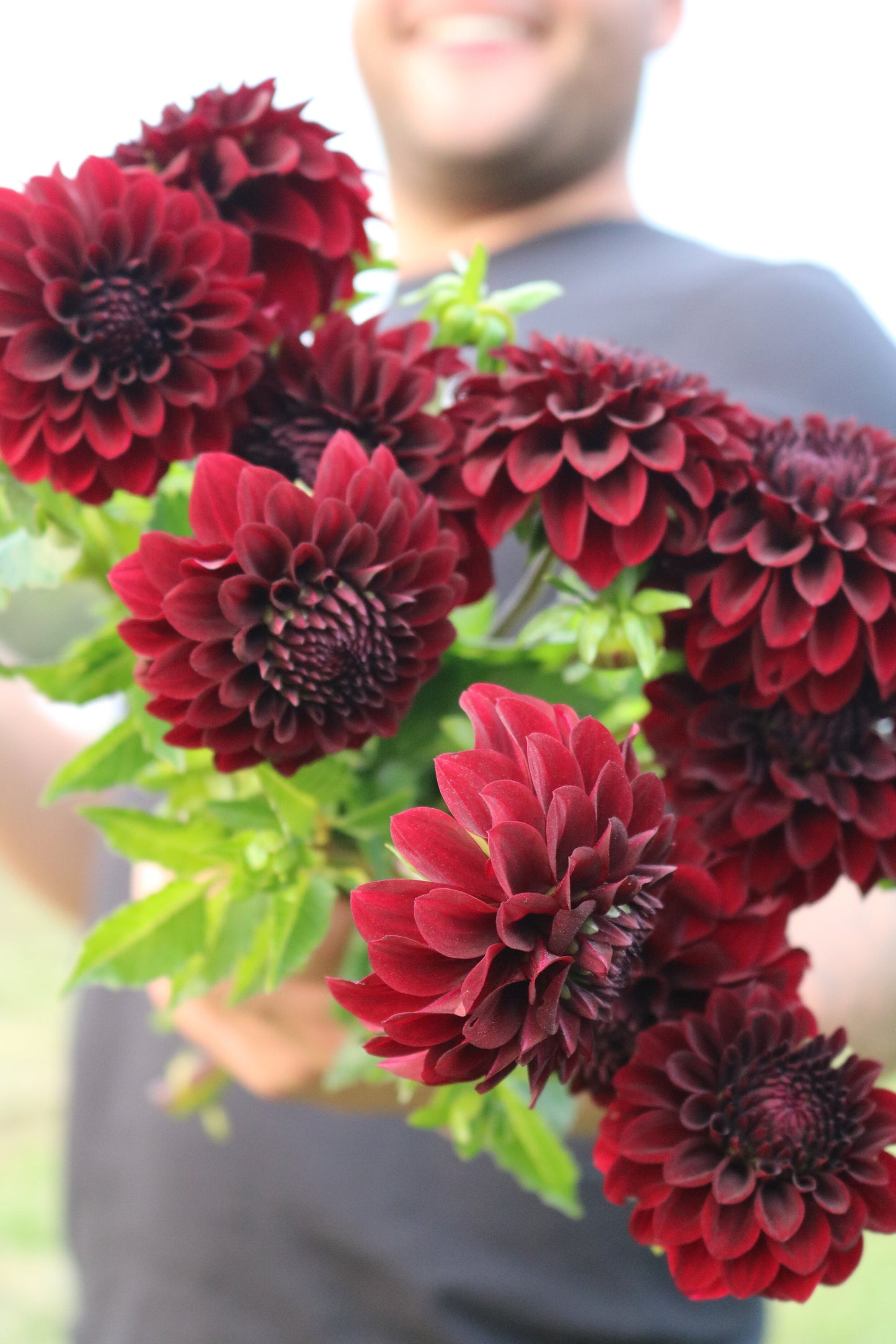 Dahlia Tuber 'Black Satin'