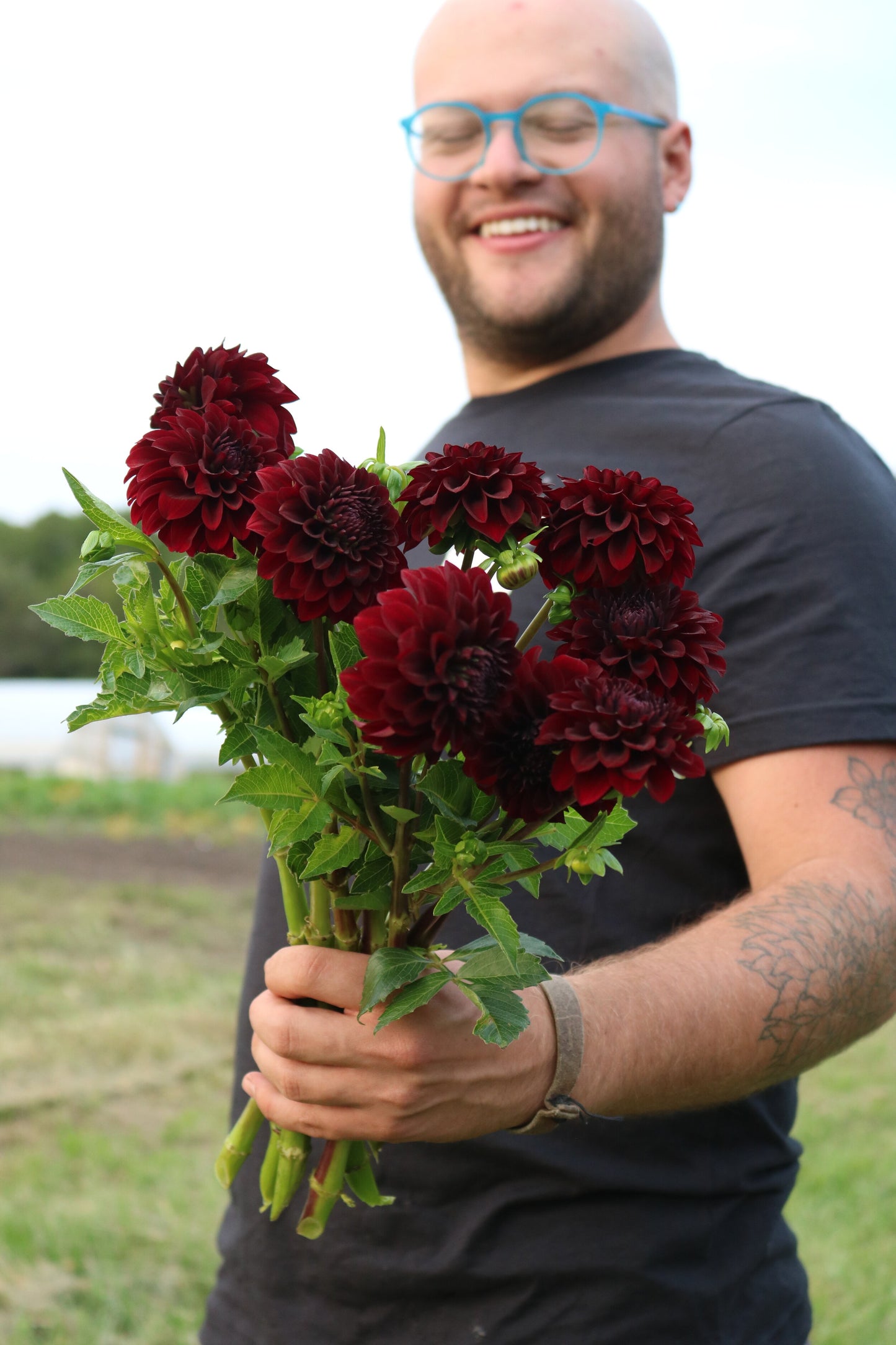 Dahlia Tuber 'Black Satin'