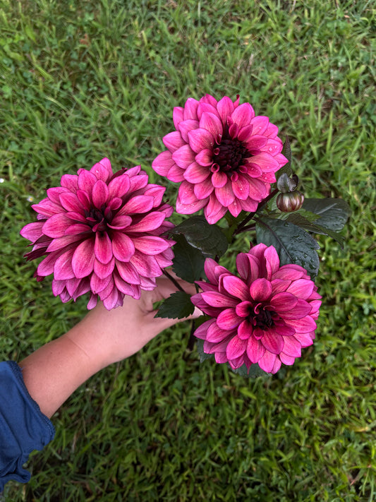 RC- Dahlia 'Night Silence'  (1 plant)