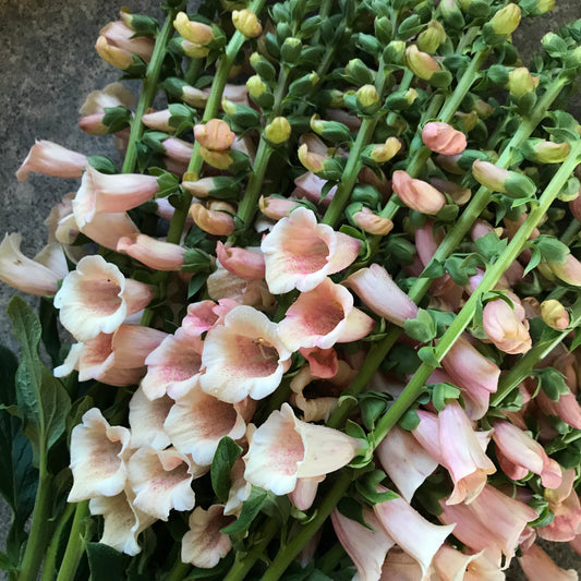 Digitalis 'Dalmation Peach'