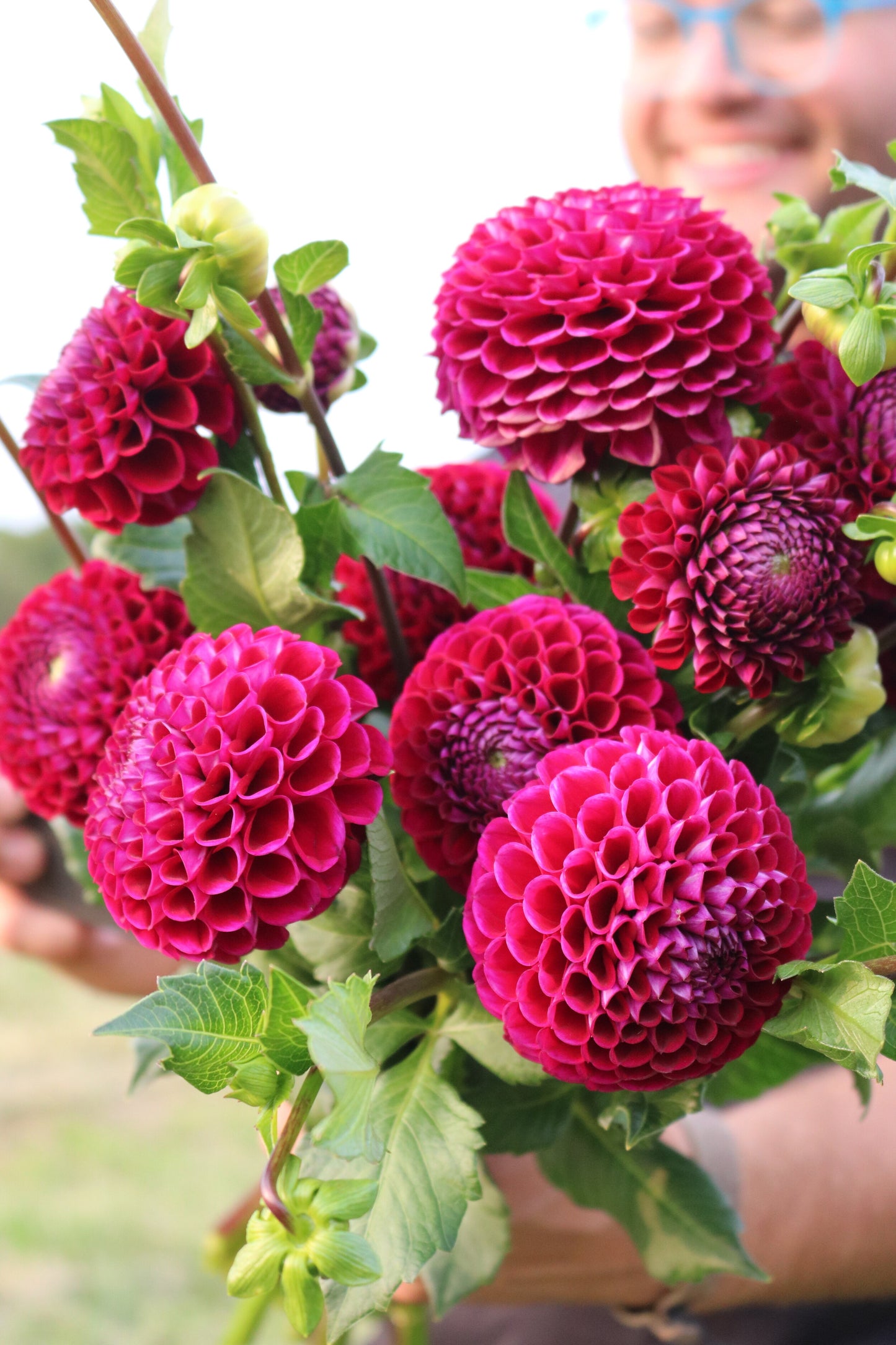 Dahlia Tuber 'Ivanetti'