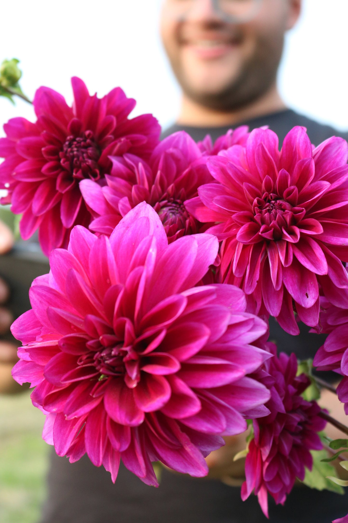 Dahlia Tuber 'Le Baron'