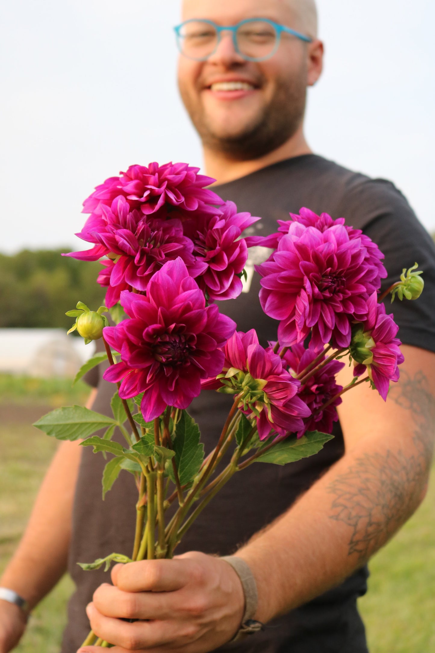 Dahlia Tuber 'Le Baron'