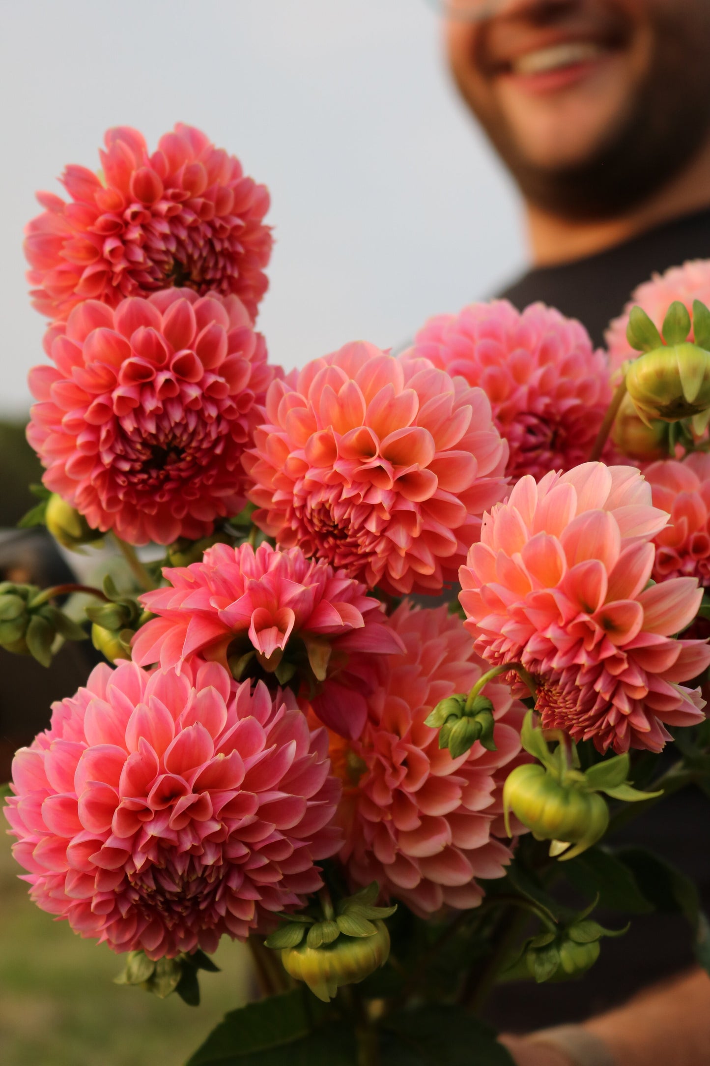 Dahlia Tuber 'Linda's Baby'