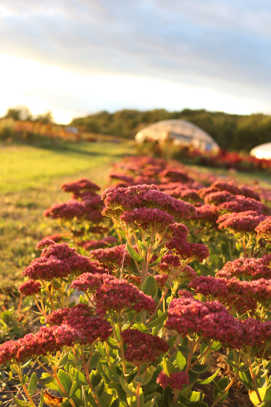 RC- Sedum 'Autumn Joy'