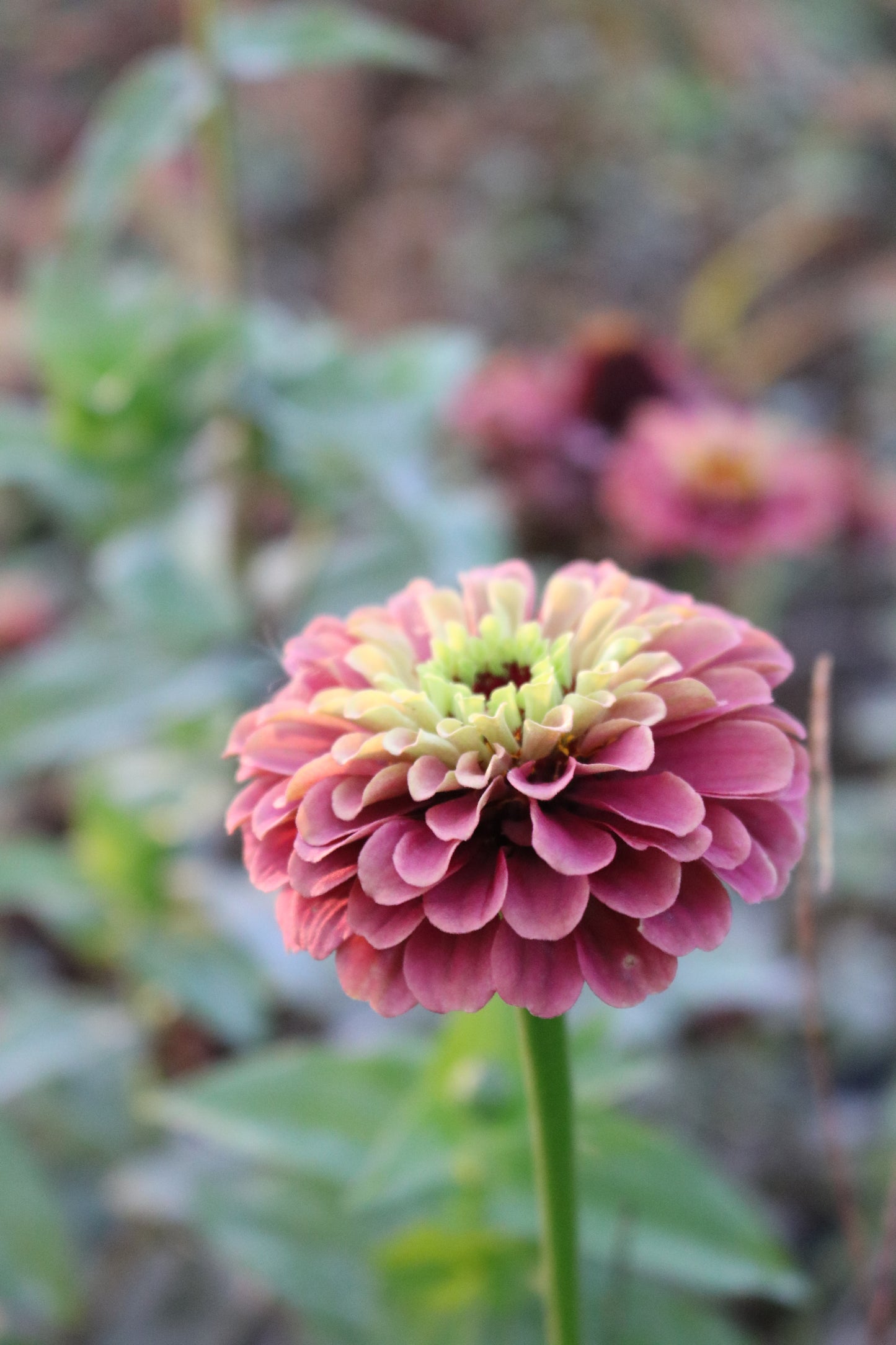 Bulk Flower Bucket - Jewel