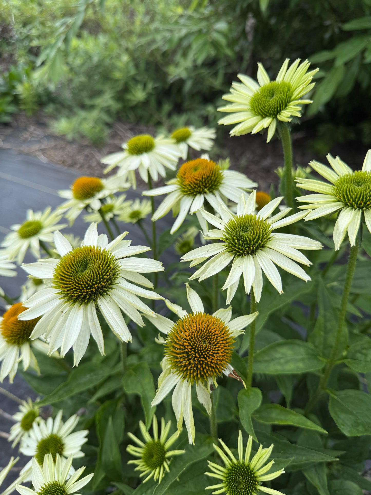 Bulk Flower Bucket - White
