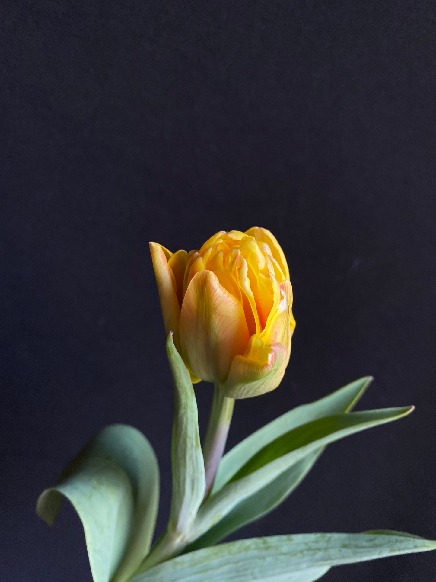 Bulk Flower Bucket - Bright