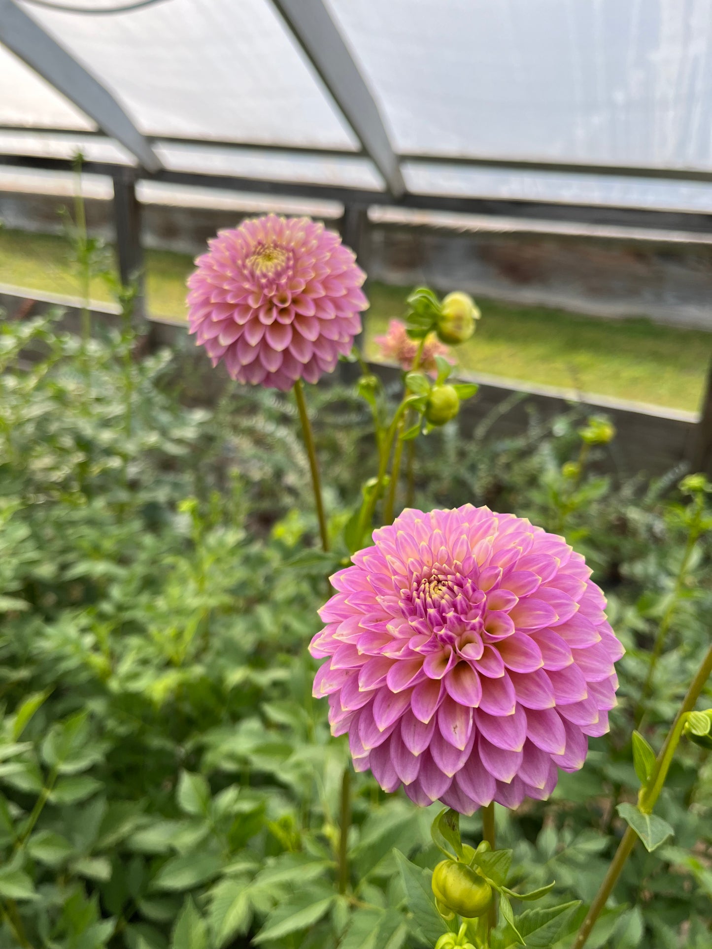 RC- Dahlia 'Skipley Spot of Gold'  (4 pack)