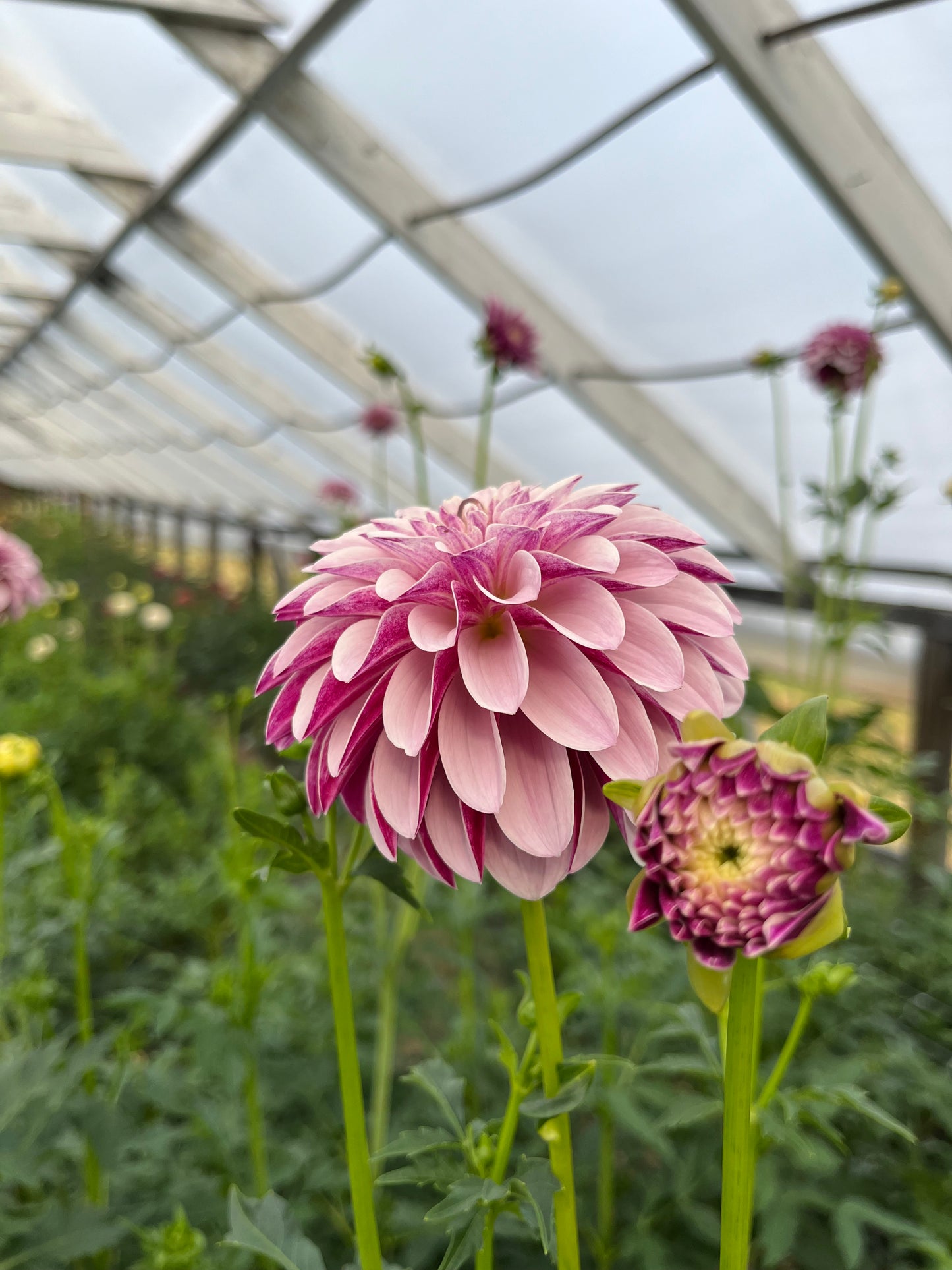 RC- Dahlia 'Salish Twilight Girl'  (1 plant)