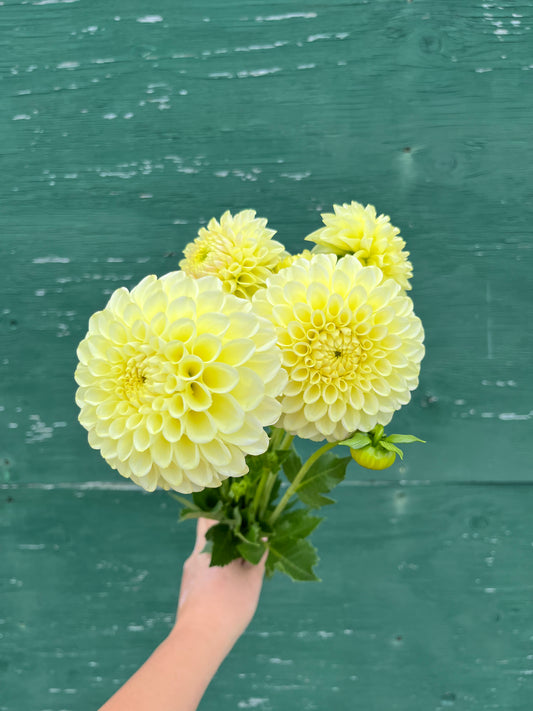 RC- Dahlia 'Skipley Moonglow'  (4 pack)