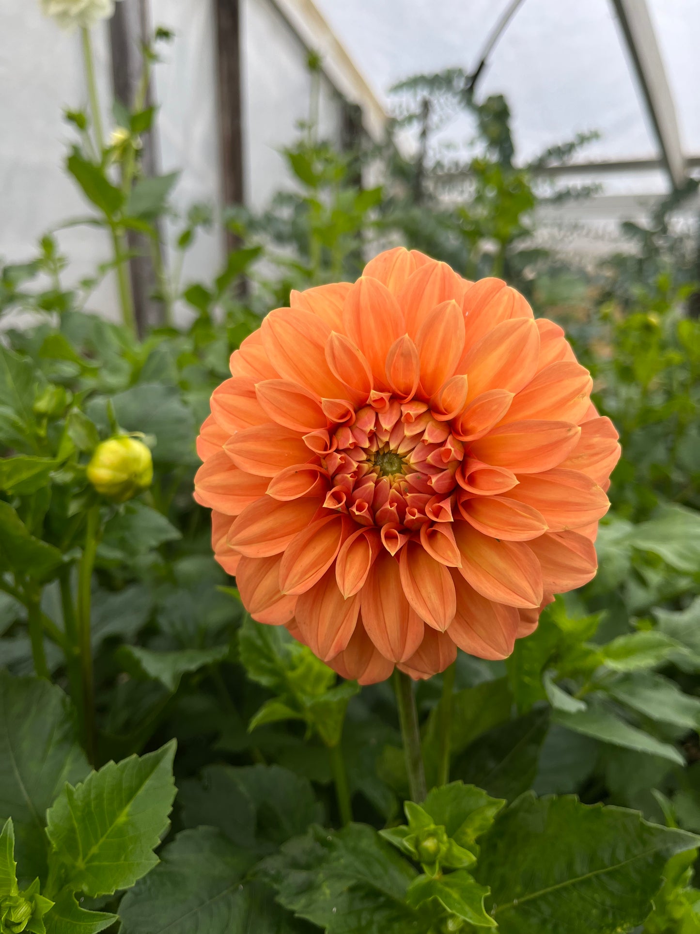 RC- Dahlia 'Bracken Palomino'  (4 pack)