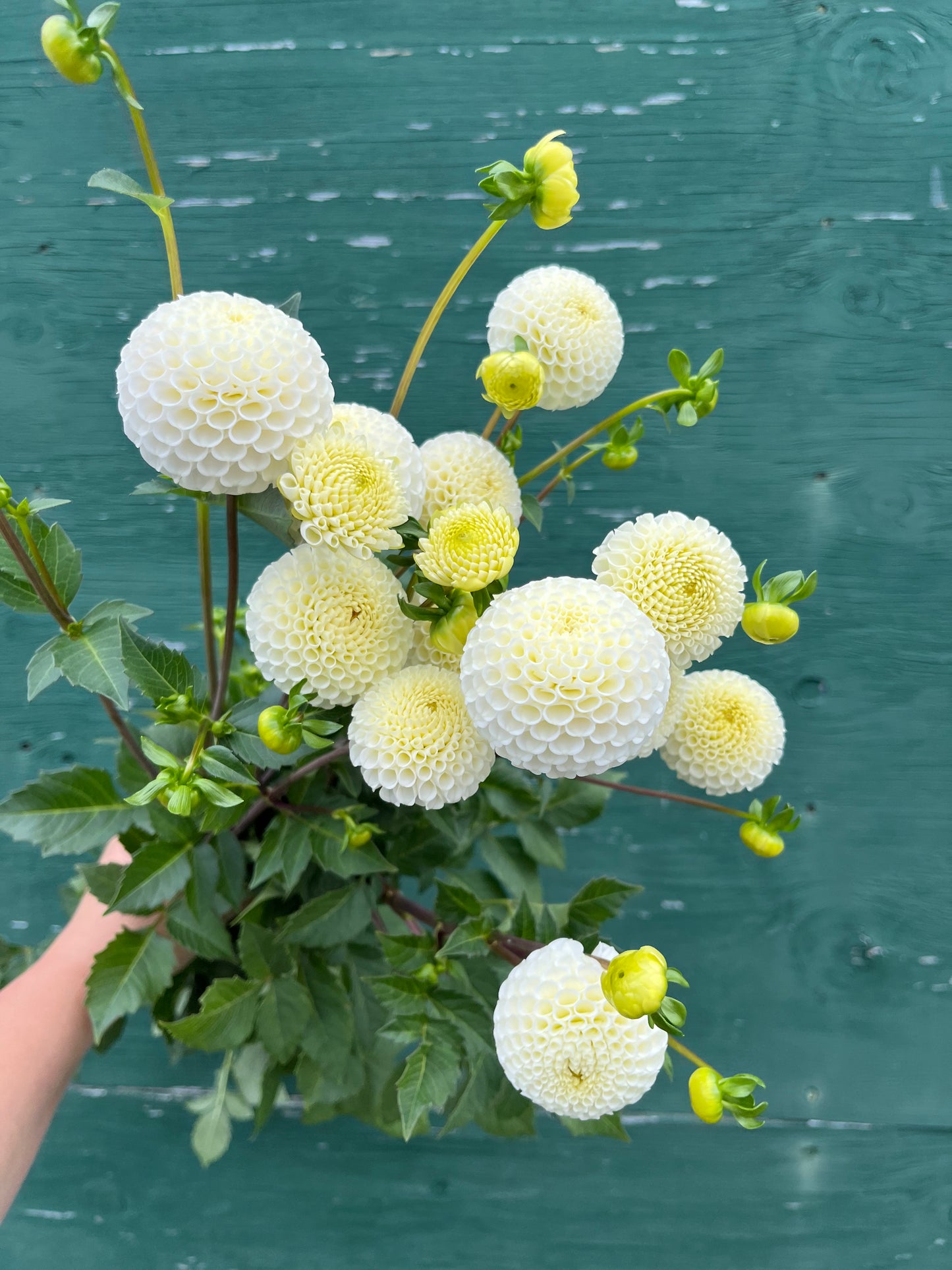 RC- Dahlia 'Small World'  (1 plant)