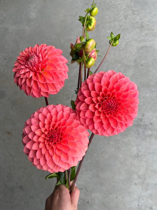 RC- Dahlia 'Parkland Tribute' (4 pack)