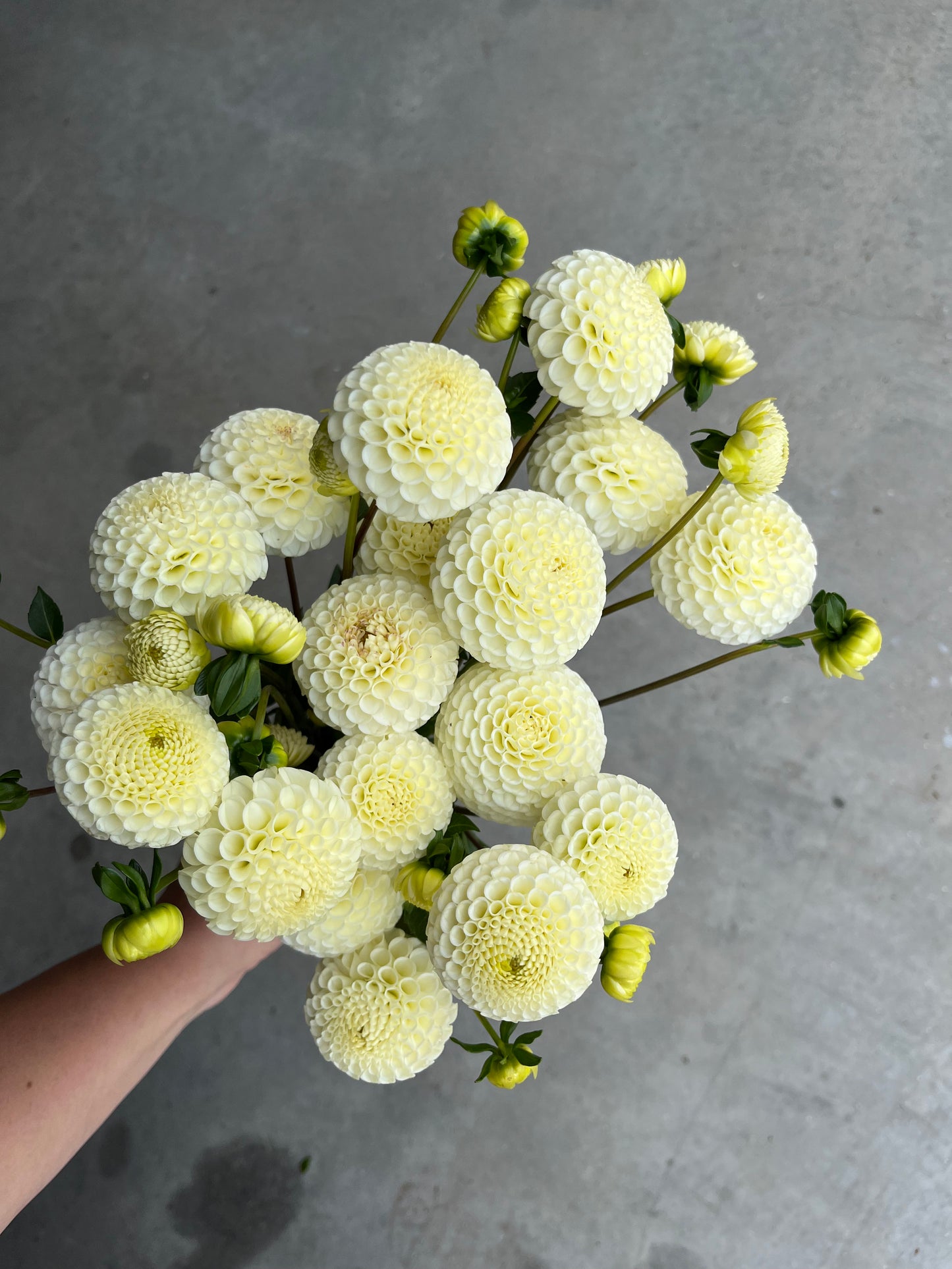 RC- Dahlia 'Small World'  (1 plant)