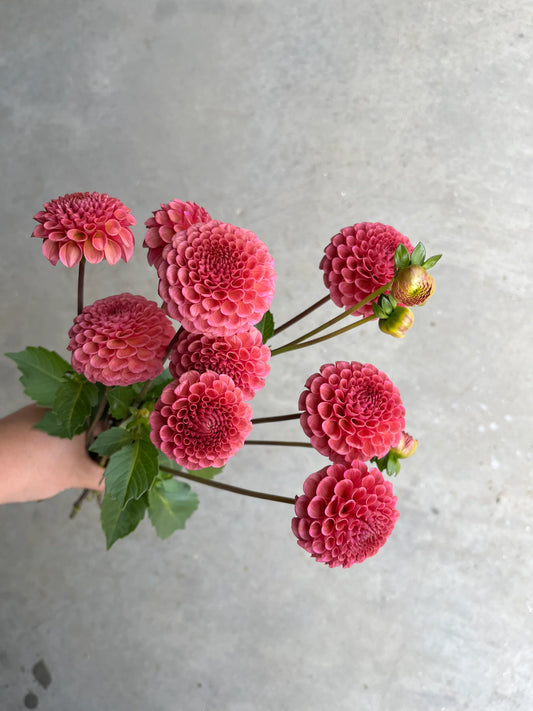 URC Bulk - Dahlia 'Koko Puff' (50 ct)
