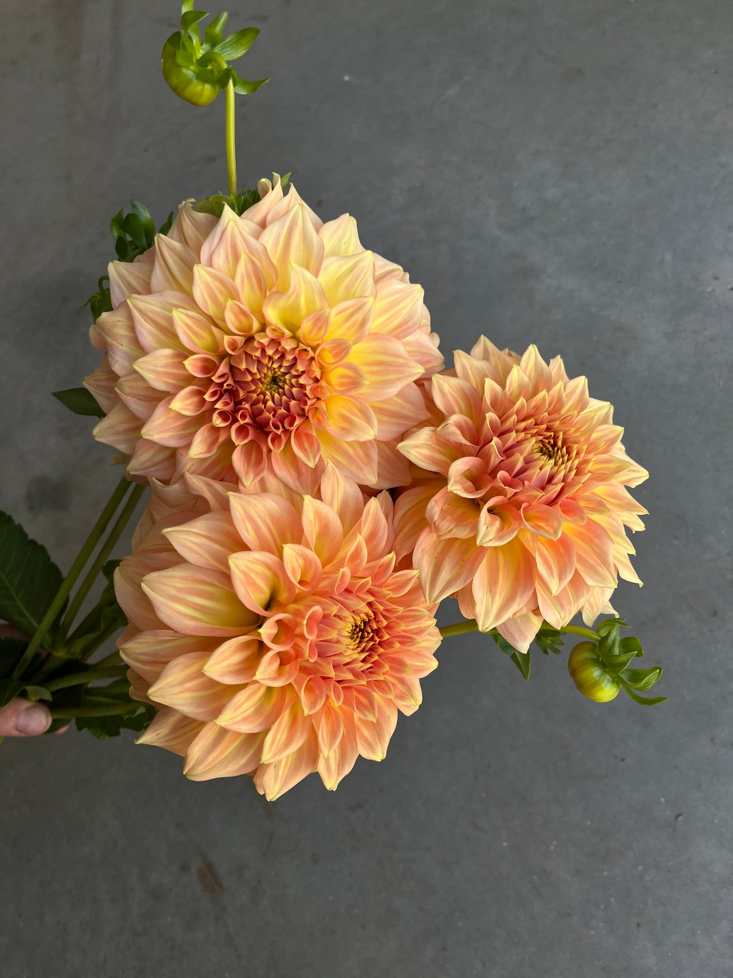 RC- Dahlia 'Bracken Sarah'  (4 pack)