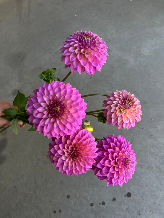 RC- Dahlia 'Skipley Spot of Gold'  (1 plant)