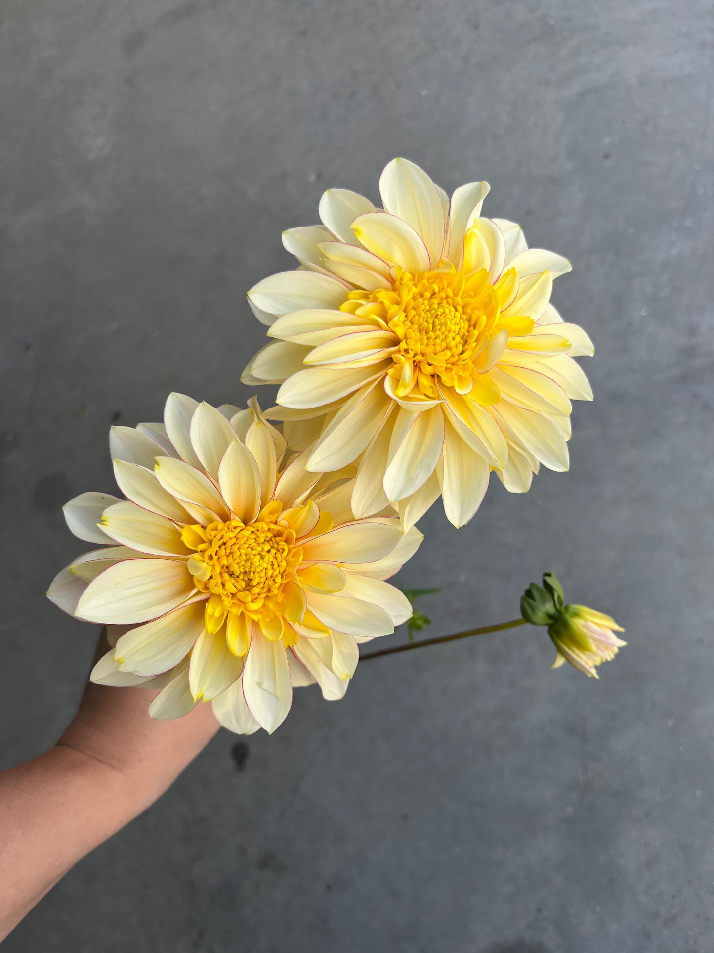 RC- Dahlia 'Polka'  (4 pack)