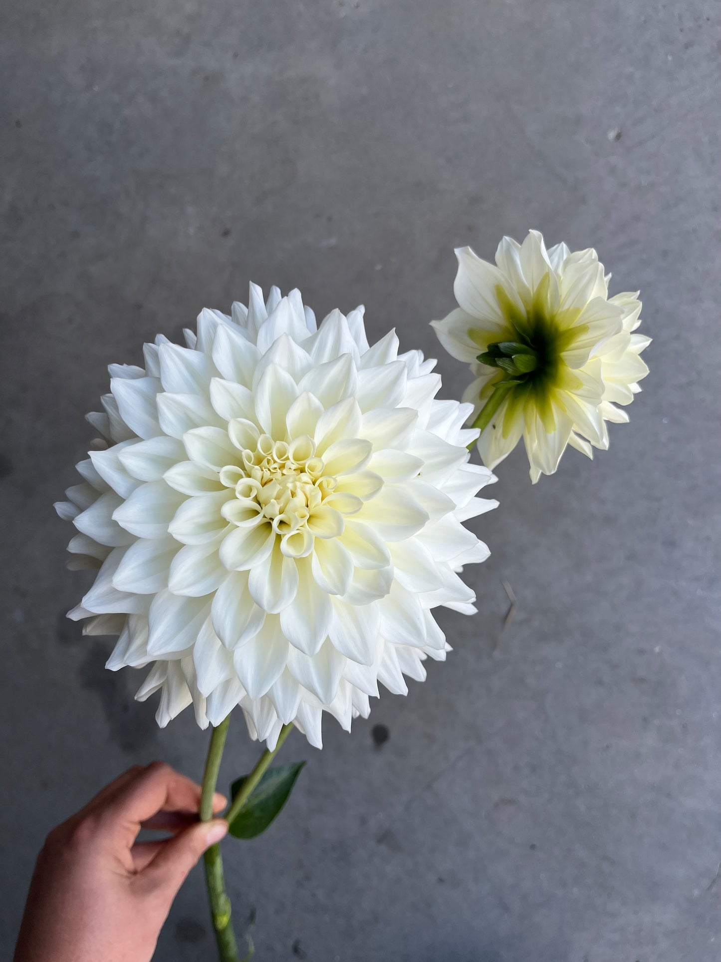 RC- Dahlia 'Frostcreek Moonglow'  (4 pack)