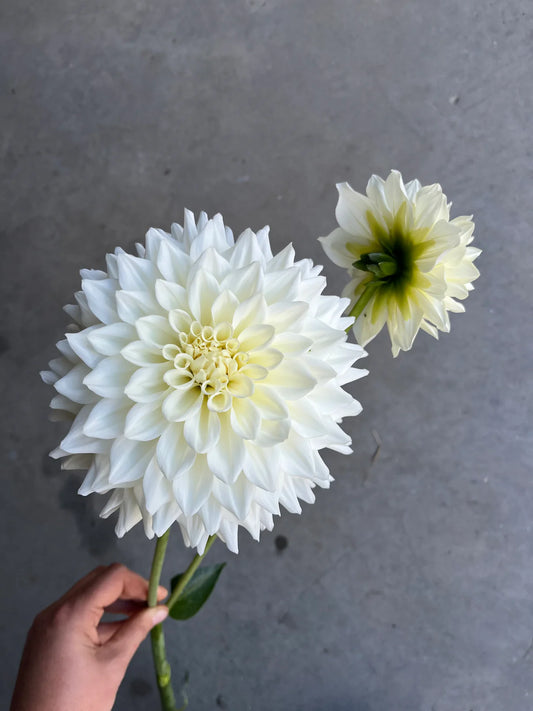 URC Bulk - Dahlia 'Frostcreek Moonglow' (50 ct)