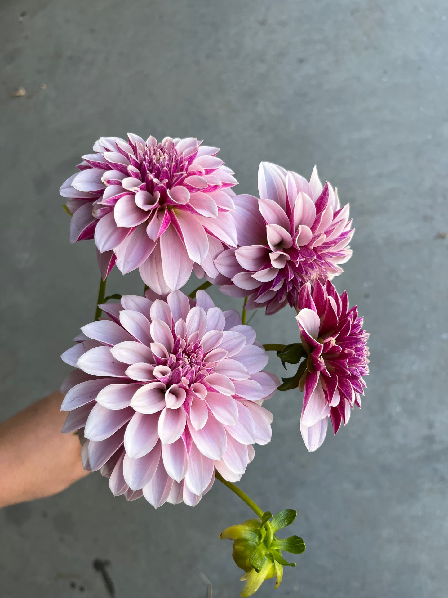 RC- Dahlia 'Salish Twilight Girl'  (1 plant)