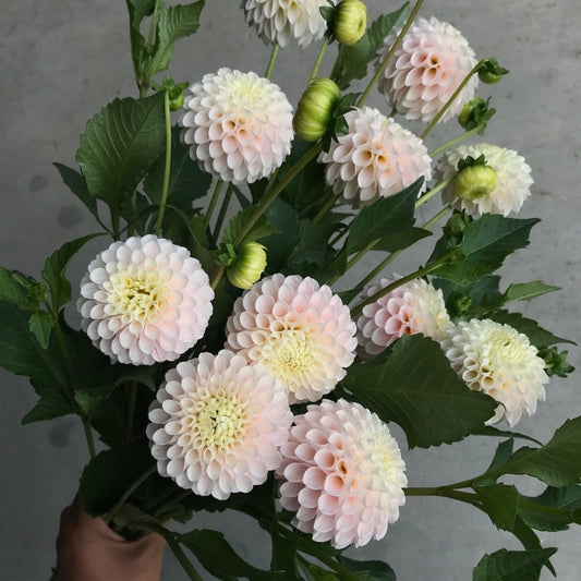 RC- Dahlia 'Camano Zoe'  (4 pack)