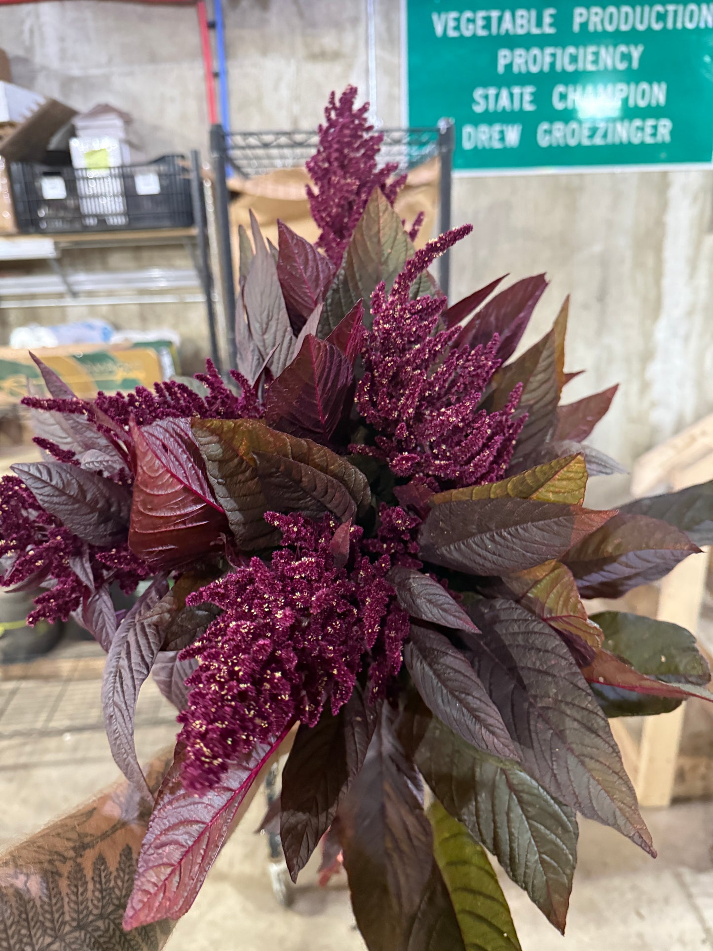 Bulk Flower Bucket - Jewel