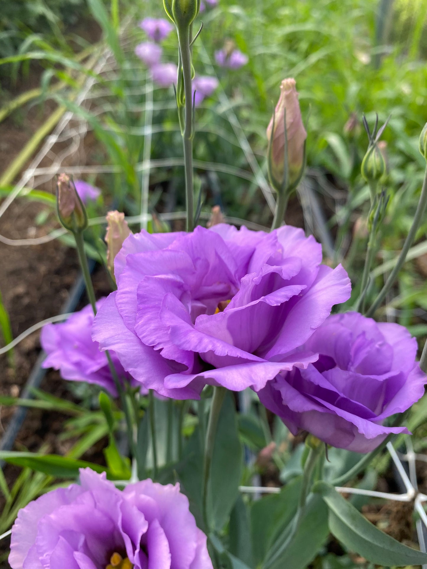 Bulk Flower Bucket - Jewel