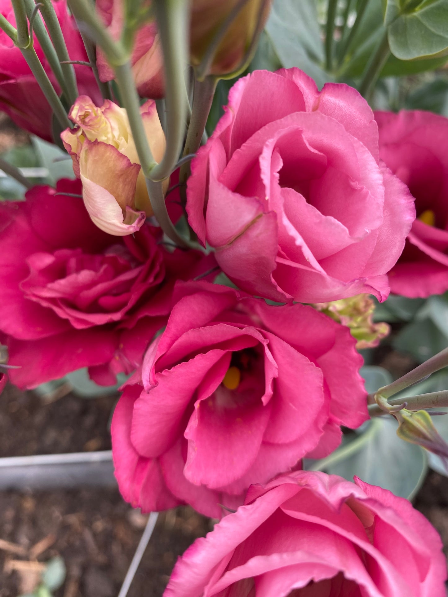 Bulk Flower Bucket - Jewel