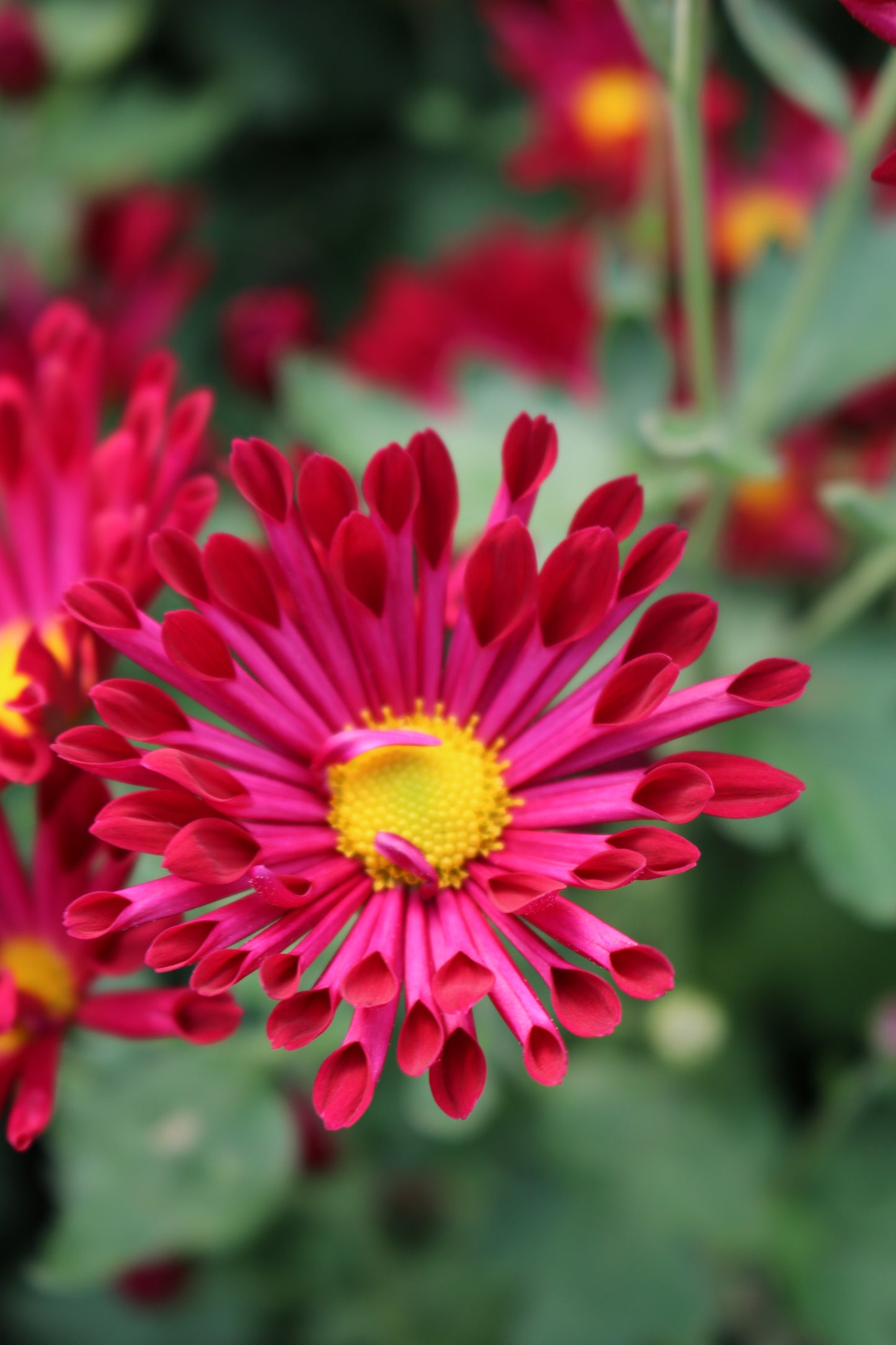 Bulk Flower Bucket - Jewel