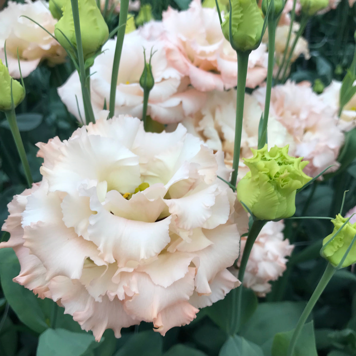 Lisianthus Voyage 2 Light Apricot