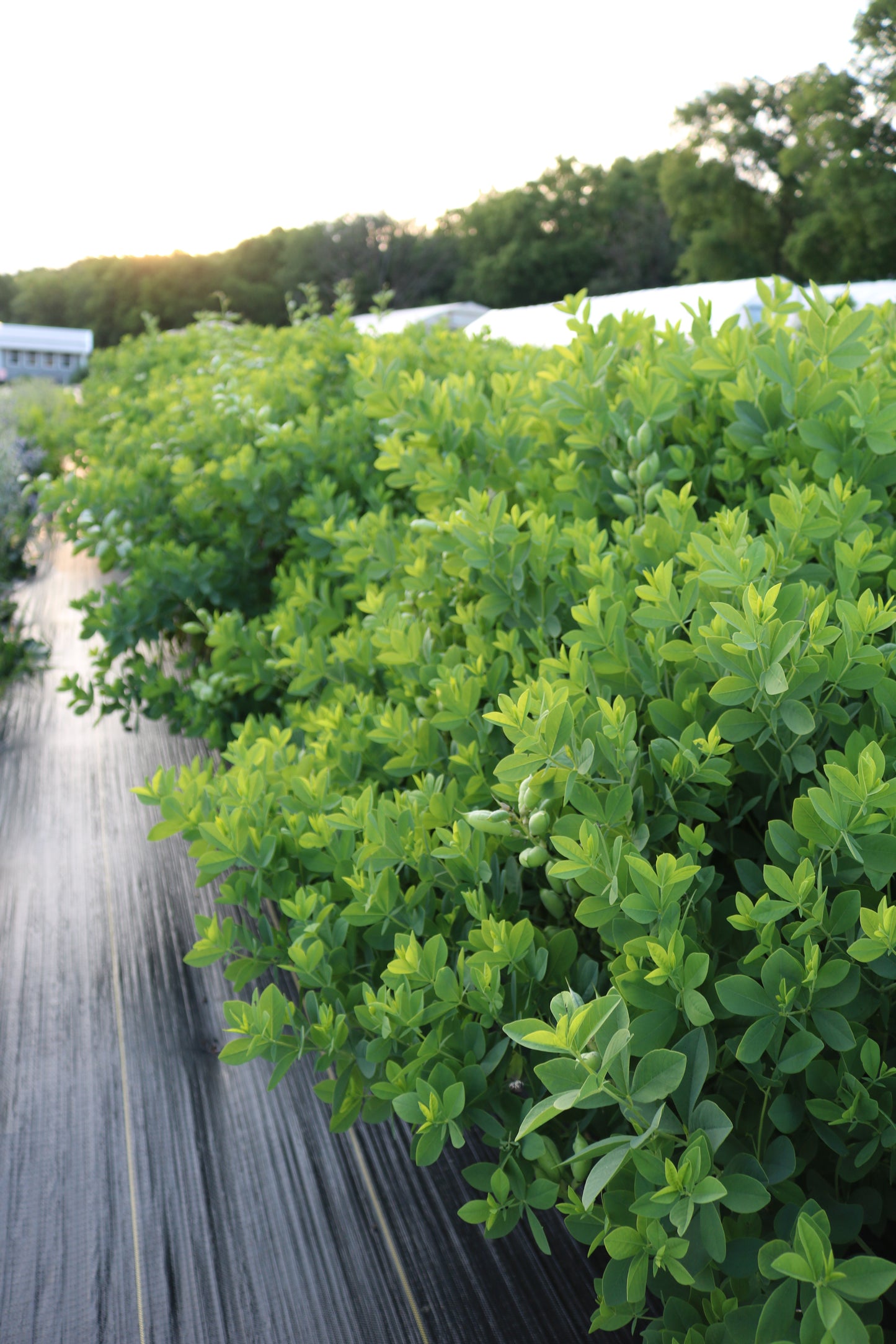 Bulk Flower Bucket - Foliage Only